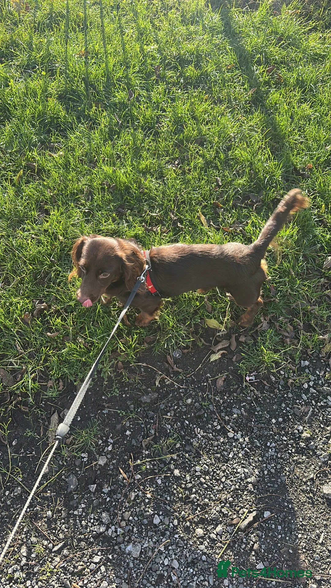 Miniature Dachshund dogs for sale: Miniature long-haired dachshund - Advert 6