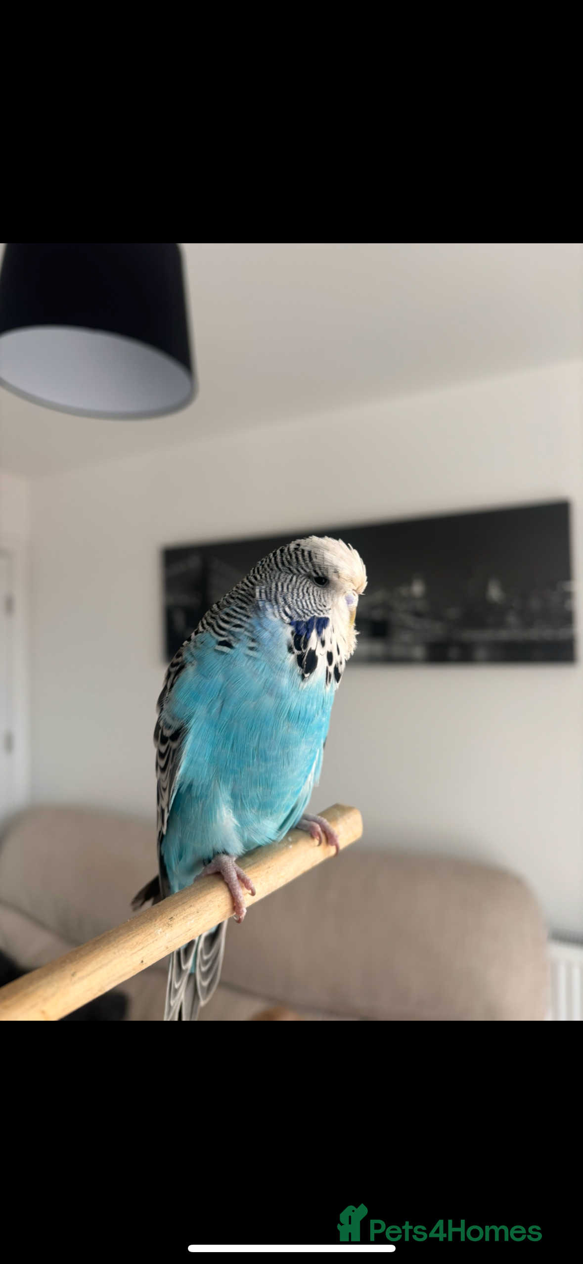 Budgerigars birds Pair of Budgies and Wooden Cage - Advert 10
