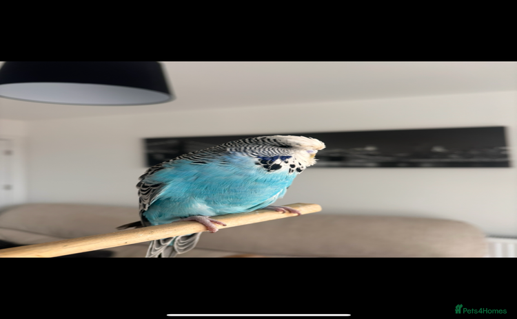 Budgerigars birds Pair of Budgies and Wooden Cage - Advert 7