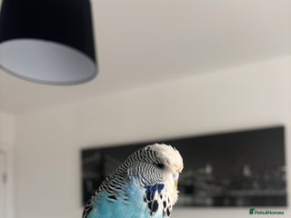 Budgerigars birds Pair of Budgies and Wooden Cage - Advert 1