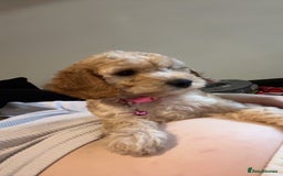 Cockapoo dogs for sale: Daisy - Image 2