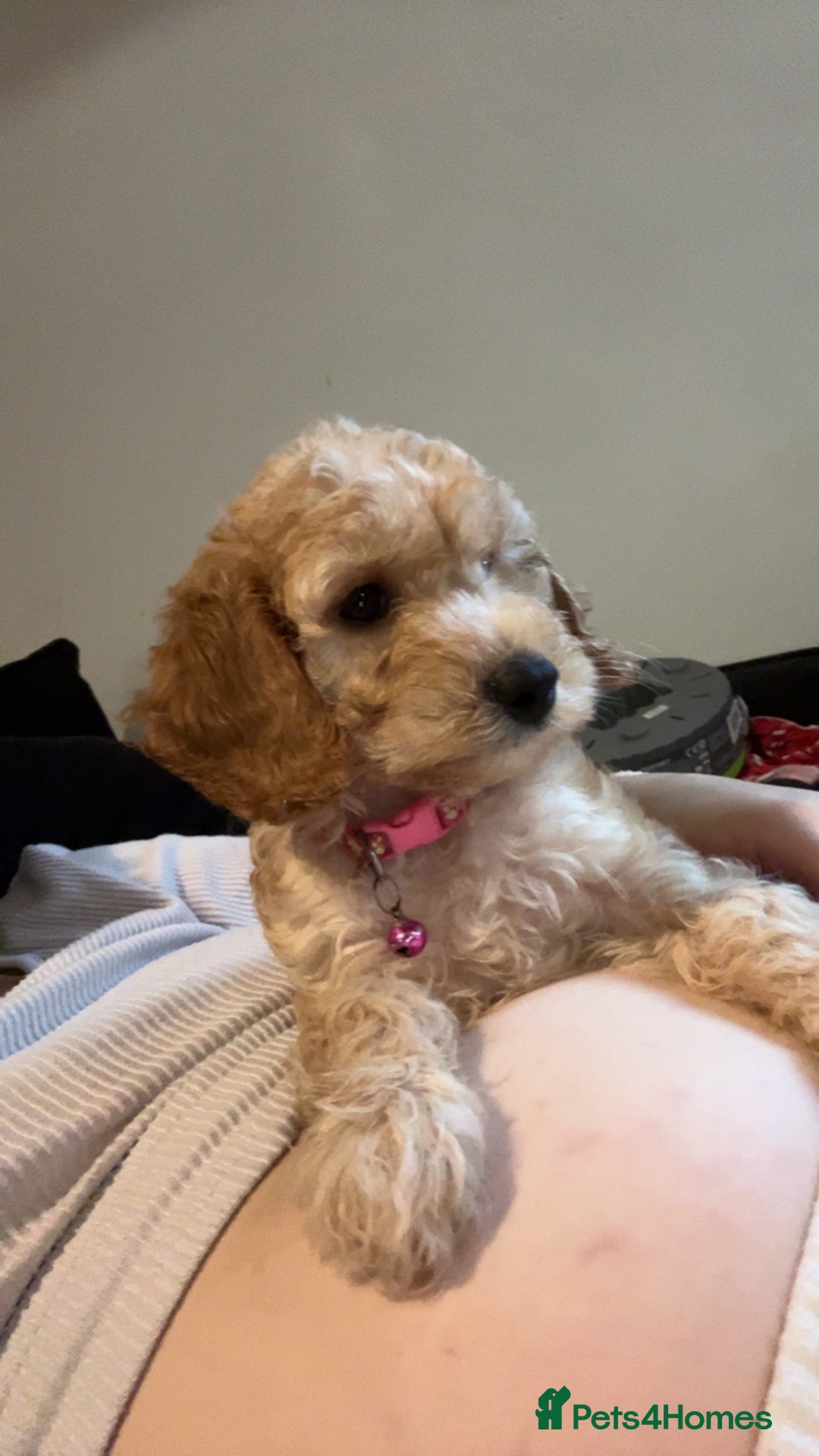 Cockapoo dogs for sale: Daisy - Image 2