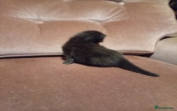 Mixed Breed cats for sale: Four mixed breed British short kittens - Image 21