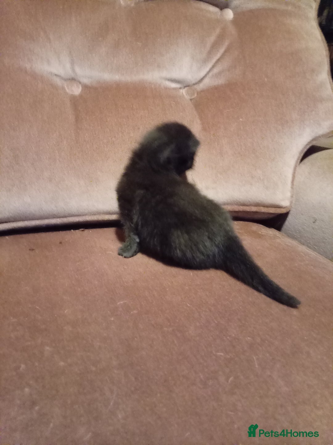 Mixed Breed cats for sale: Four mixed breed British short kittens - Image 21