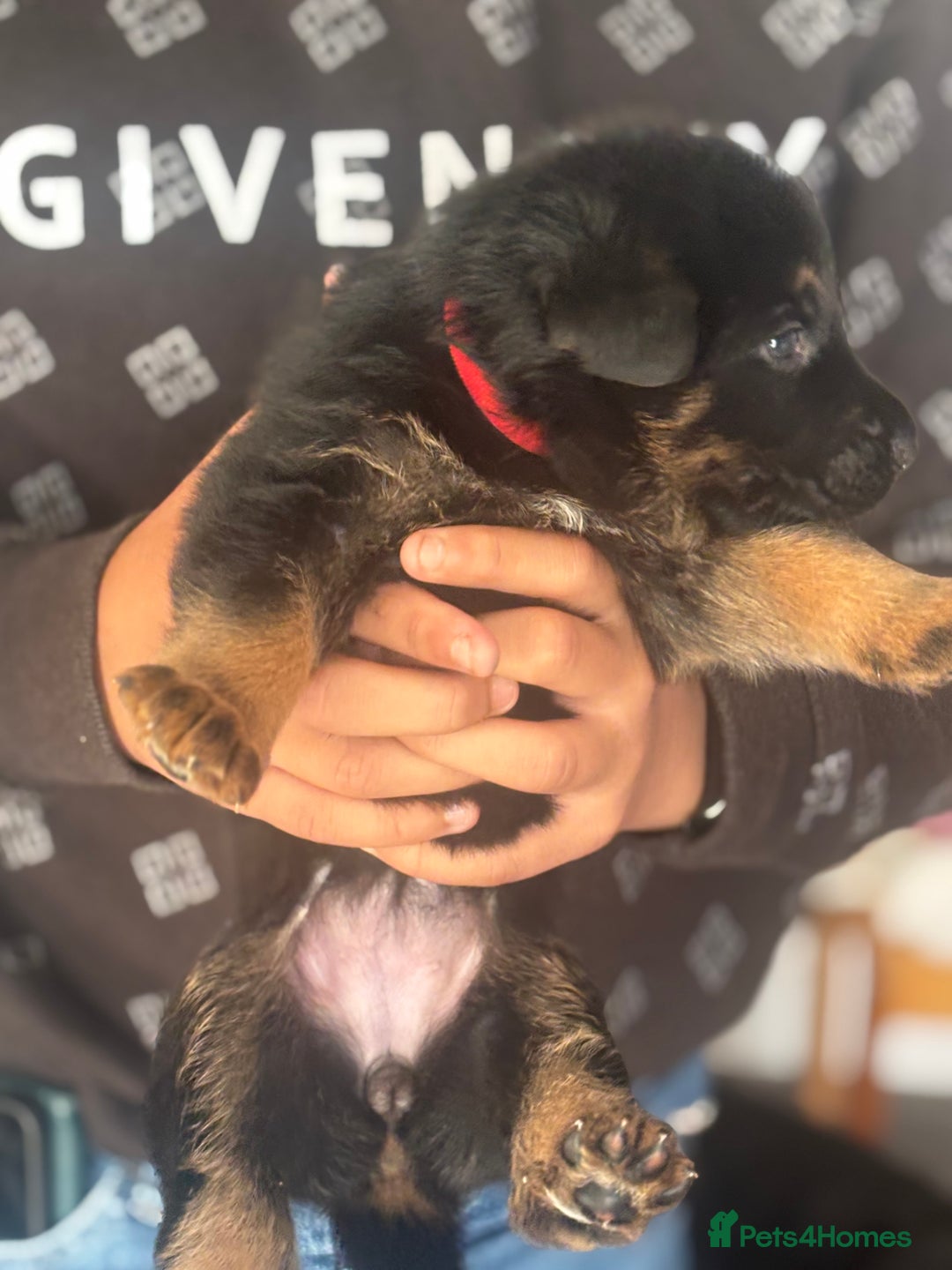Mixed Breed dogs for sale: German shepherd x Chinese red dog puppies - Image 3