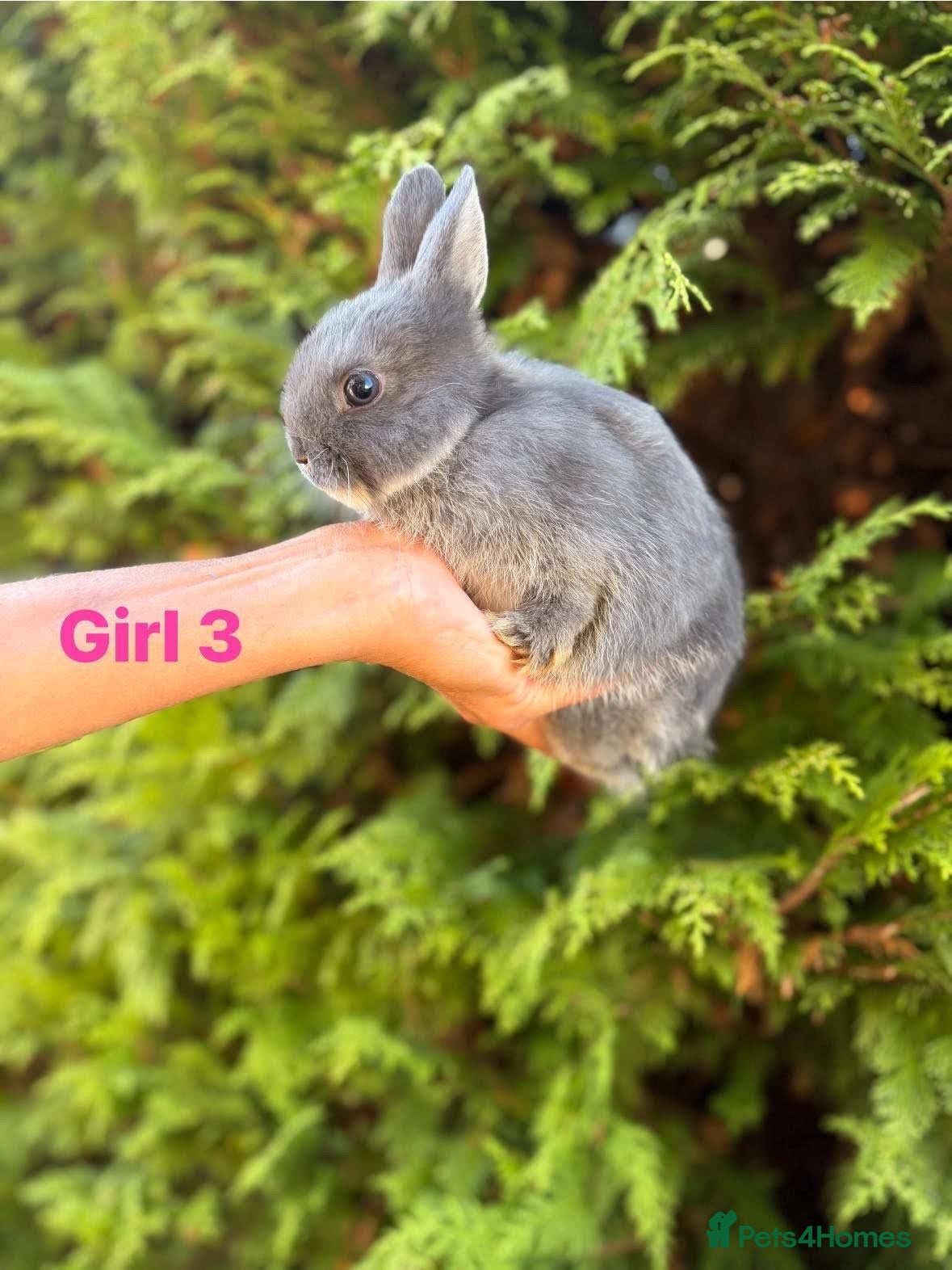 Netherland Dwarf rabbits Netherland Dwarf Baby Rabbits Female Doe  - Advert 2