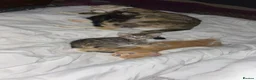 Mixed Breed cats for sale: Mixed breed kittens.  - Advert 8