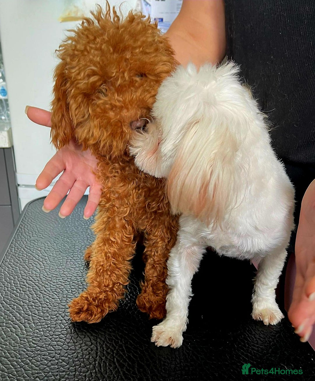 Maltipoo dogs for sale: Kc, Asian size, F1 female - Image 10