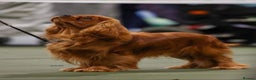 Cavalier King Charles Spaniel dogs for sale: Cavalier King Charles Spaniel Puppies KC Reg - Advert 5