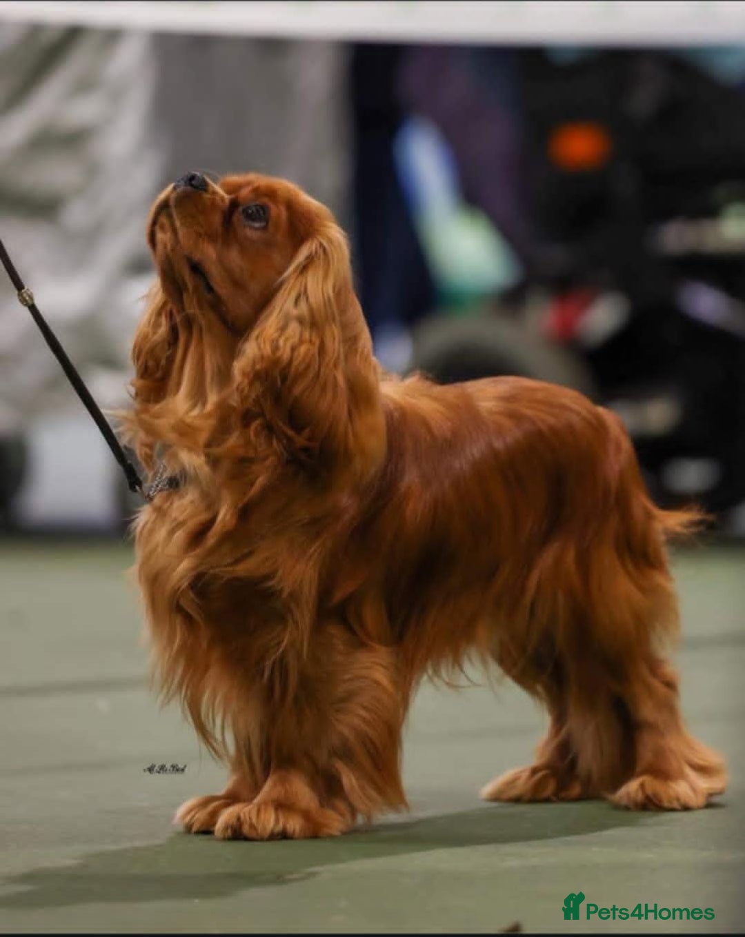 Cavalier King Charles Spaniel dogs for sale: Cavalier King Charles Spaniel Puppies KC Reg - Advert 5