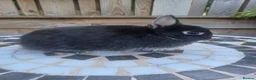 Netherland Dwarf rabbits for sale: Neverland dwalf - Advert 3