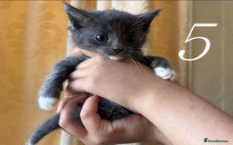 Mixed Breed cats for sale: Mixed ragdoll kittens  - Image 5