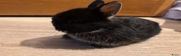Netherland Dwarf rabbits for sale: Netherland Dwarf Bunnies - Advert 3
