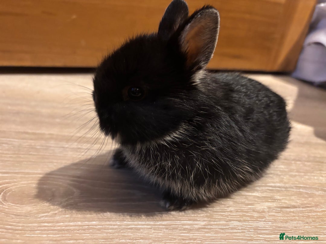 Netherland Dwarf rabbits for sale: Netherland Dwarf Bunnies - Advert 3