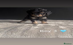 Cockapoo dogs for sale: F1 Cockapoo Puppies. - Image 5