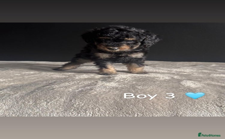 Cockapoo dogs - Advert 4
