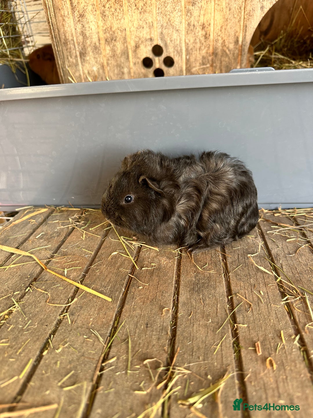 Guinea Pig rodents for sale: Baby boar - Advert 9