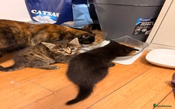 Mixed Breed cats for sale: Two female kittens for sale - Image 23