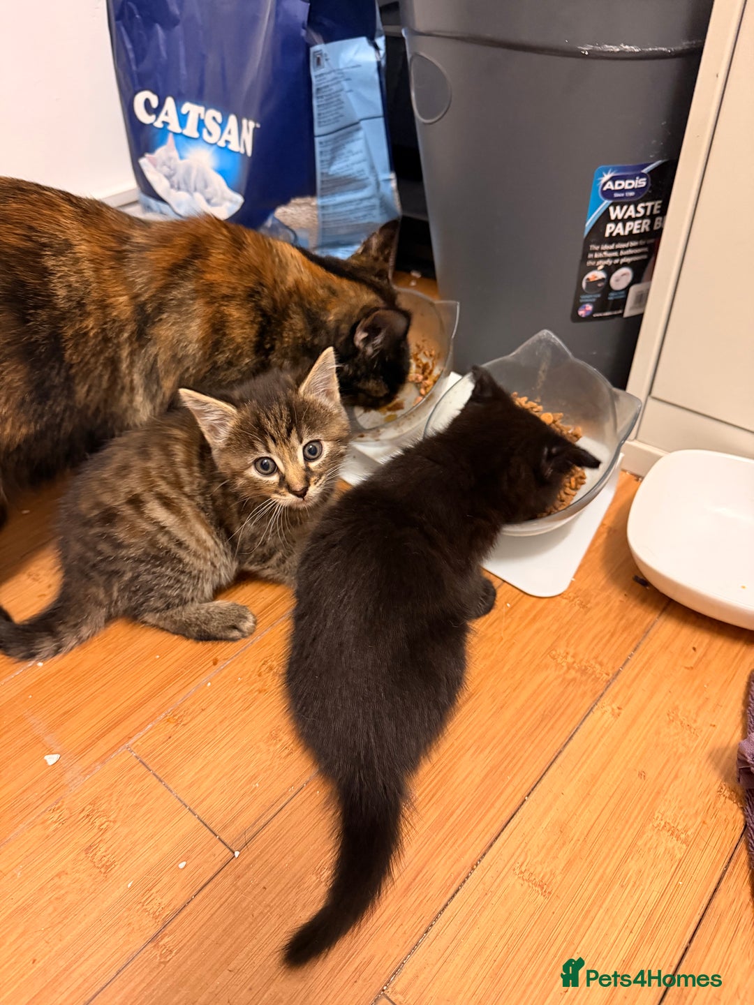 Mixed Breed cats for sale: Two female kittens for sale - Image 23