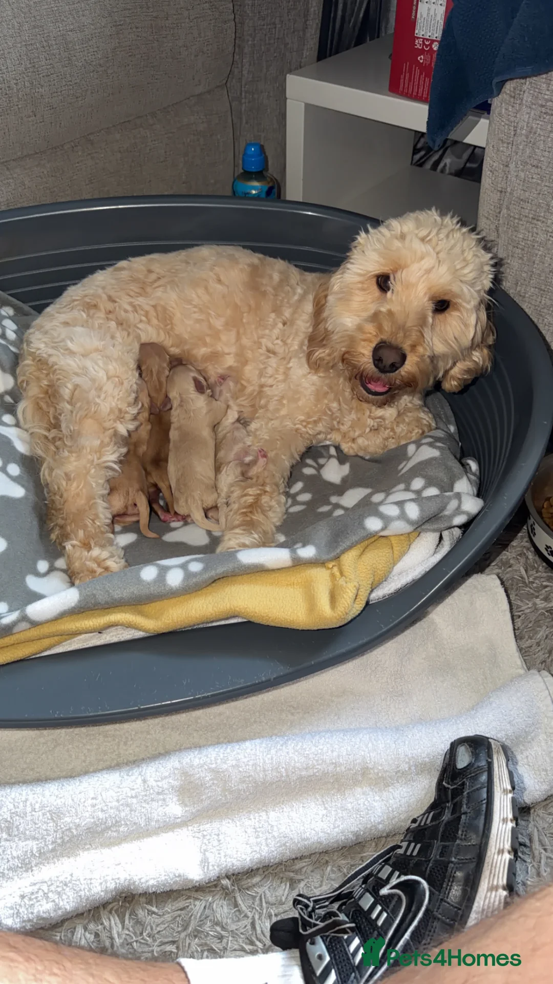 Cockapoo dogs for sale: 4 female cockapoos in Belfast - Advert 2