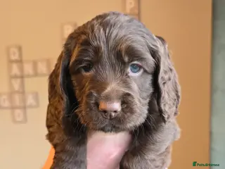 Cocker Spaniel dogs 4 x MALE Cocker Spaniel puppies - Advert 6