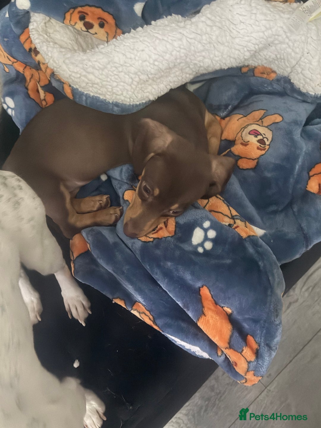 Dachshund dogs for sale: Dachshund  - Advert 1