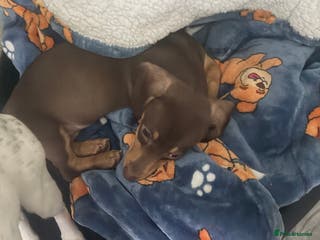 Dachshund dogs Dachshund - Advert 4