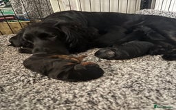 Cockapoo dogs for sale: 1 female Cockerpoo puppy ❤️ - Image 7