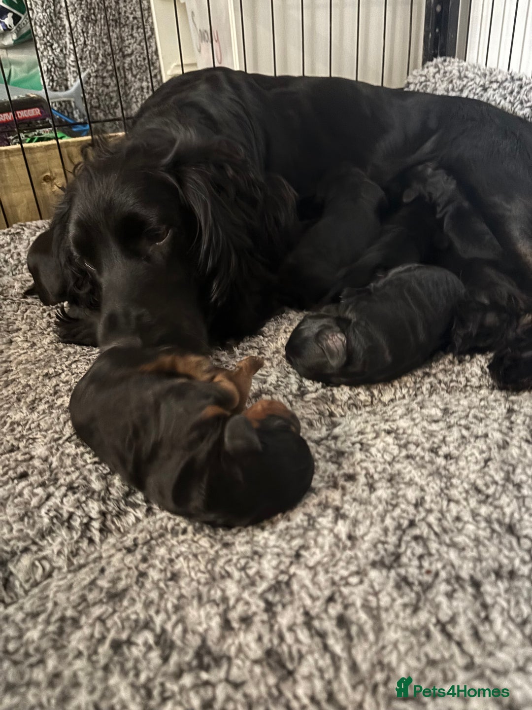 Cockapoo dogs for sale: 1 female Cockerpoo puppy ❤️ - Image 7