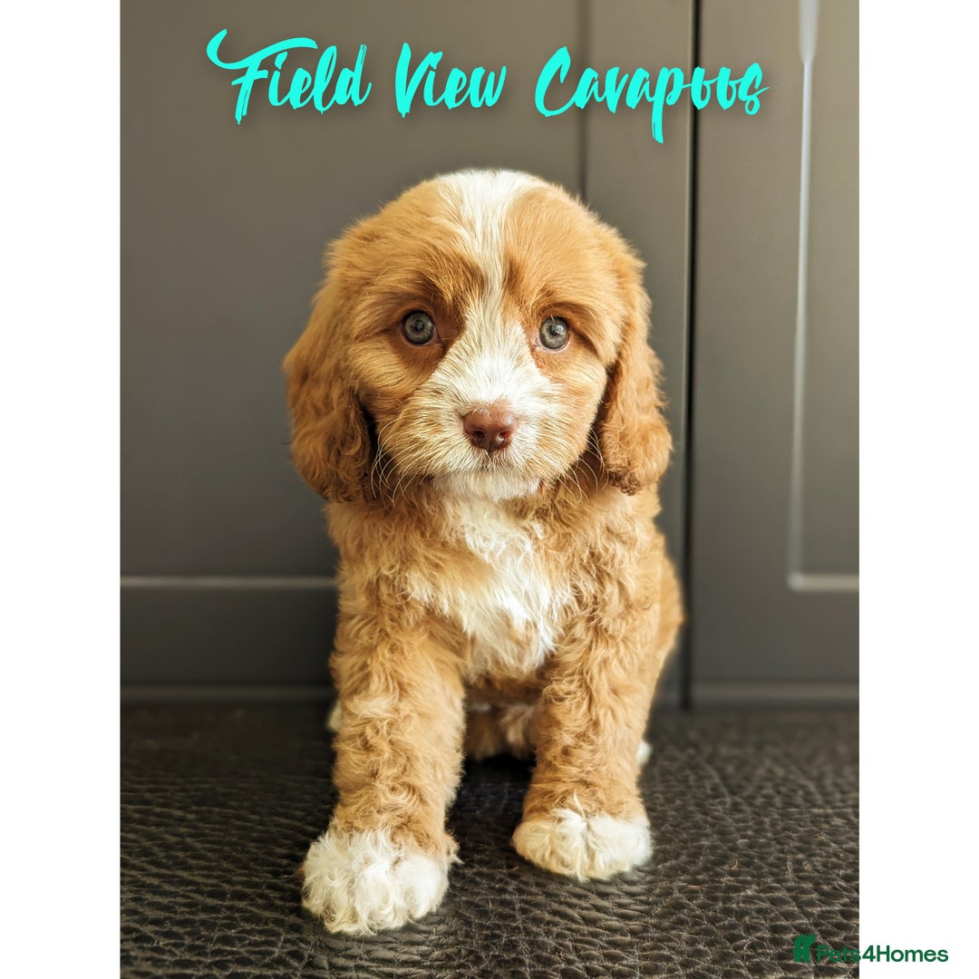 Cavapoo dogs for sale: F1 Extensively health tested Cavapoo puppies  - Advert 15