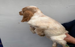 Cocker Spaniel dogs for sale: Fabulous Cocker Spaniel Pupies - Image 21