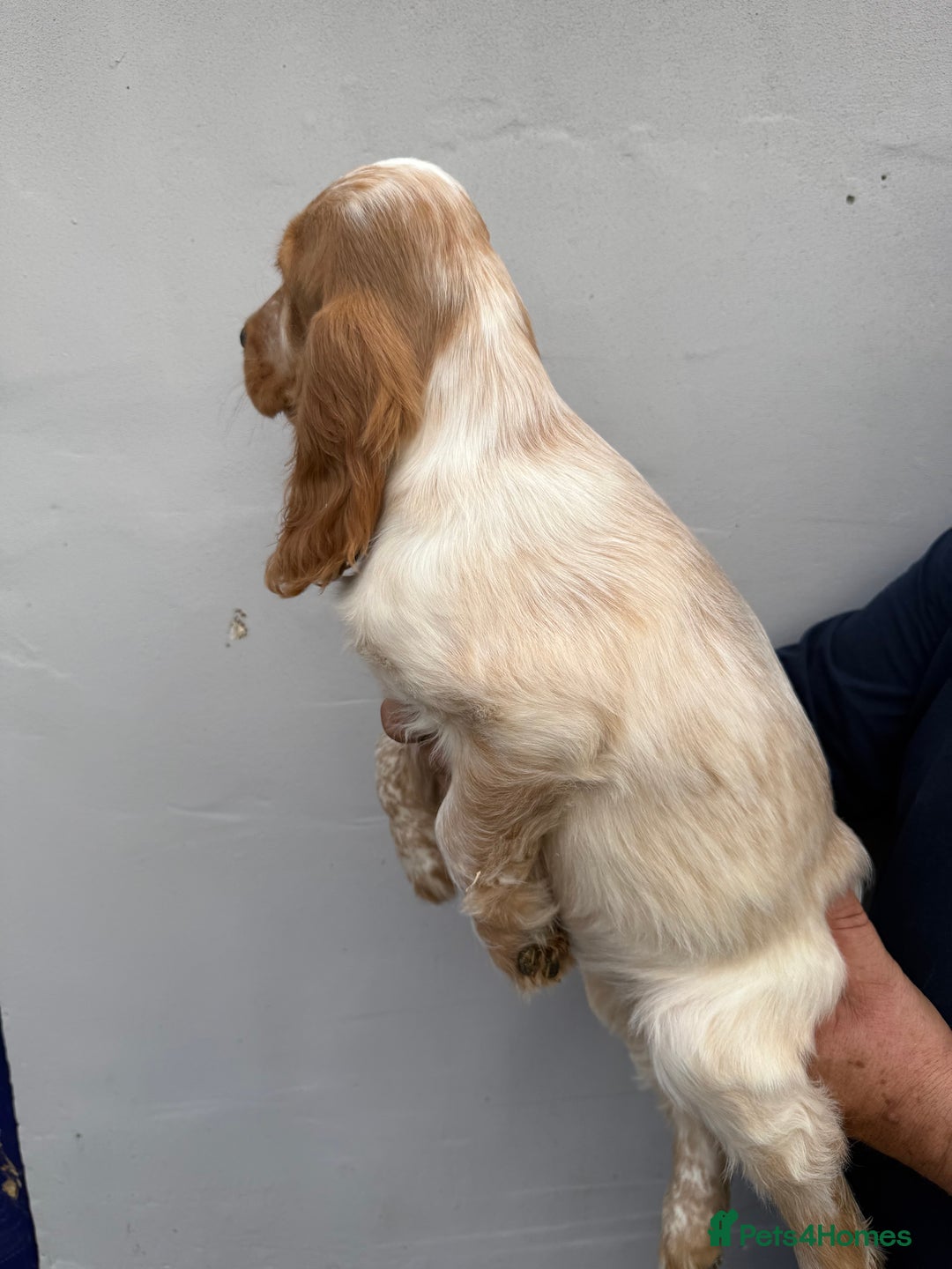 Cocker Spaniel dogs for sale: Fabulous Cocker Spaniel Pupies - Image 21