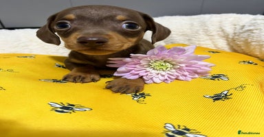 Miniature Dachshund dogs - Advert 13