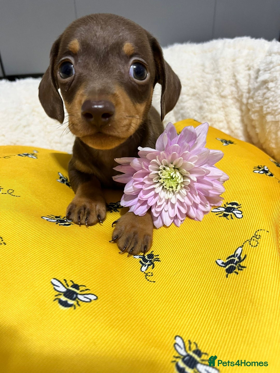 Miniature Dachshund dogs for sale: Min dachshund looking for their forever 🏡 - Image 1