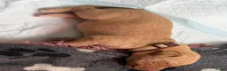 Goldador dogs for sale: 11 Beautiful Goldador puppies - Advert 3
