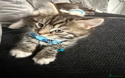 British Shorthair cats for sale: Beautiful BSH 2 male 1 female  - Image 27