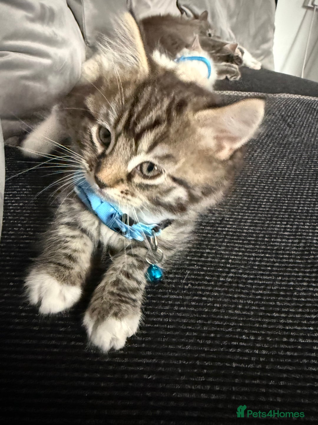 British Shorthair cats for sale: Beautiful BSH 2 male 1 female  - Image 27