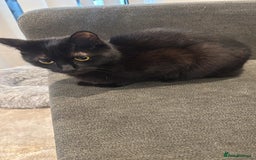 Domestic Shorthair cats for sale: Co co & Chia  - Image 4
