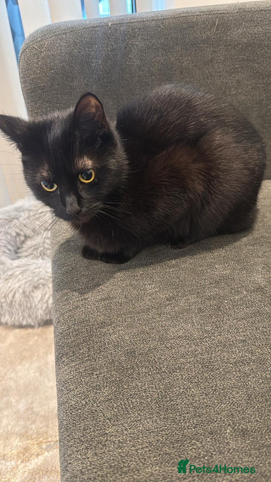 Domestic Shorthair cats for sale: Co co & Chia  - Image 4