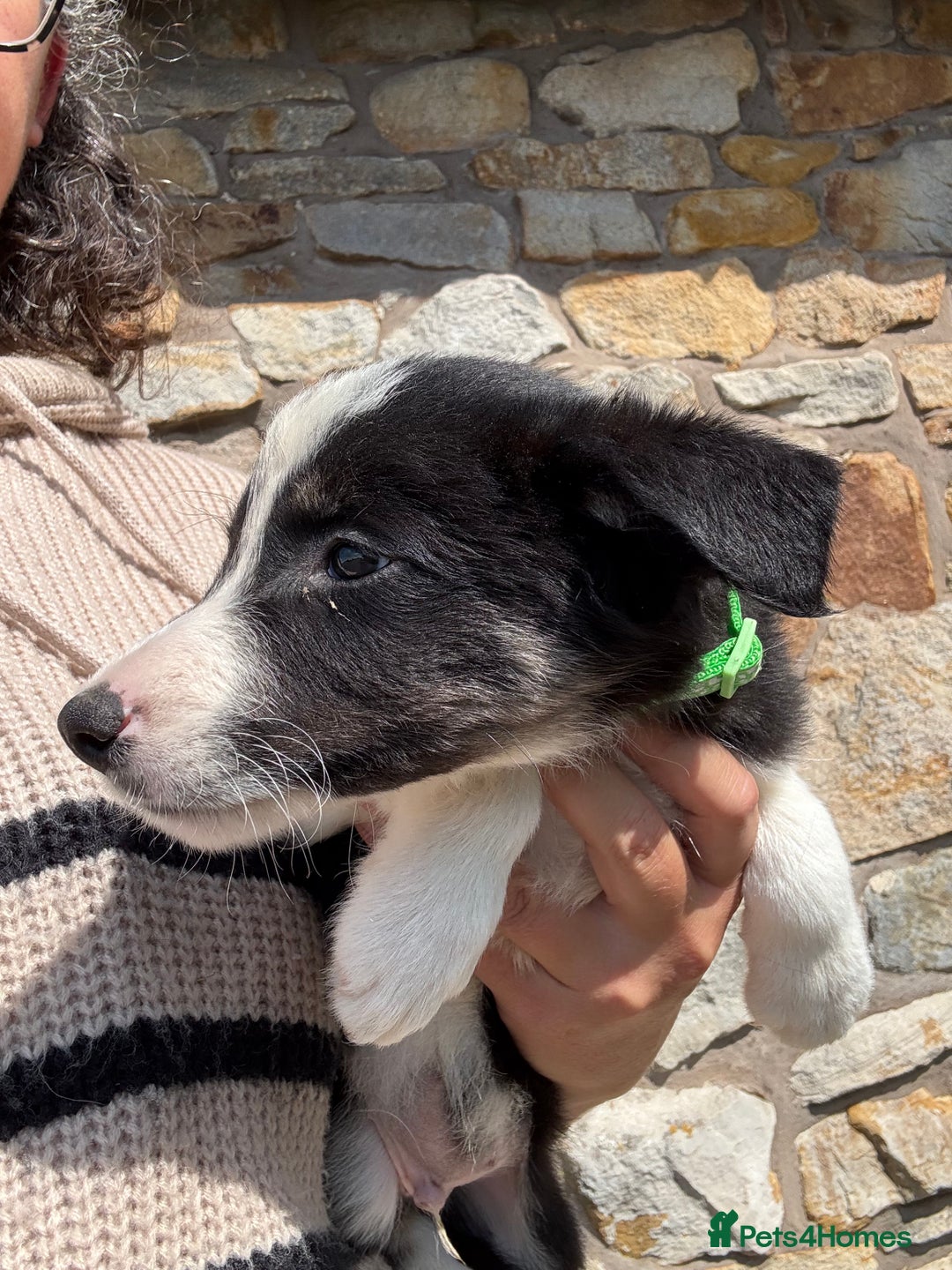 Border Collie dogs for sale: Border collie puppies  - Image 4