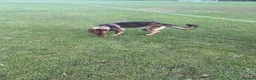 German Shepherd dogs for sale: Liver German shepherd  in Leicester - Advert 1