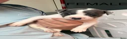 Staffordshire Bull Terrier dogs for sale: 1 GORGEOUS  STAFFORDSHIRE BULL TERRIER PUPPIES - Advert 7