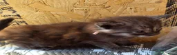 Maine Coon cats for sale: 1 Boy 1 Girl TAKE HOME TODAY - Advert 4