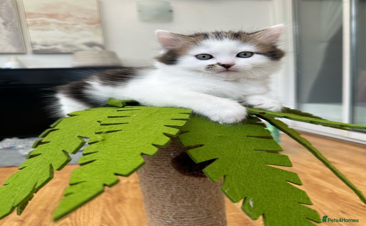 Mixed Breed cats - Advert 1