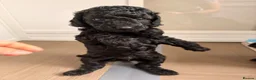 Cockapoo dogs for sale: STUNNING TOY COCKAPOOS  in Withernsea - Advert 15