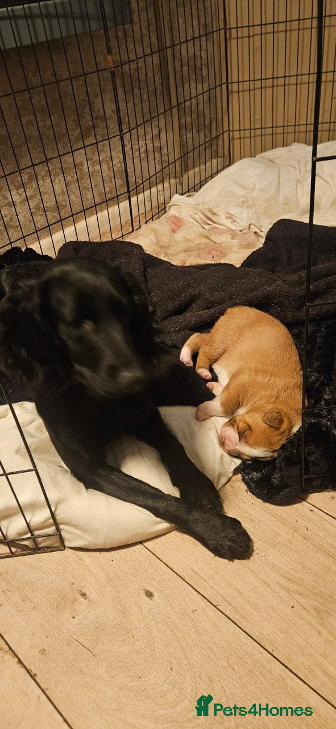 Mixed Breed dogs for sale: Dogue De Bordeaux X. House & Bsc obedience trained - Image 11