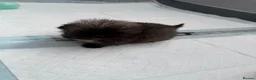 Pekingese dogs for sale: Kc sable Blk mask Pekingnese Russian lines - Advert 17