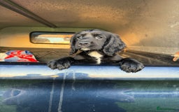 Cocker Spaniel dogs for sale: 3 Lovely female Working Cocker Spaniels for sale  - Image 6