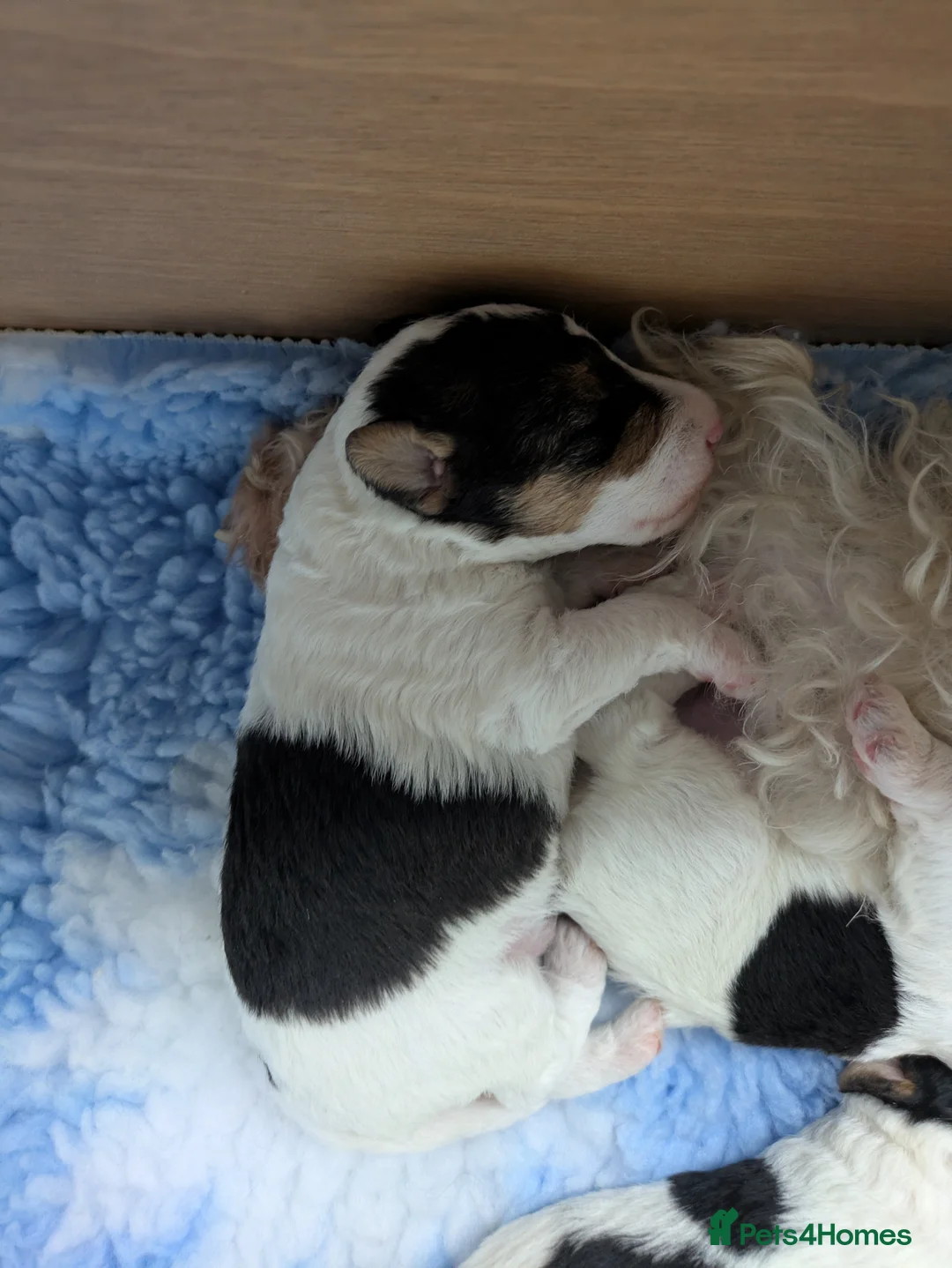 Fox Terrier dogs for sale: Beautiful KC litter of ( 3 boys )  in Wisbech - Advert 19