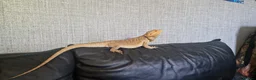 Bearded Dragon reptiles for sale: Bearded dragon - Advert 3